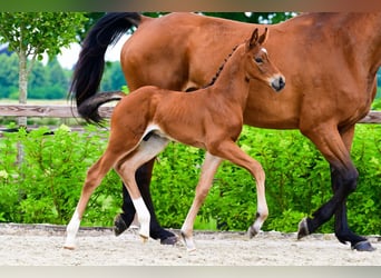 Other Breeds, Stallion, , Brown