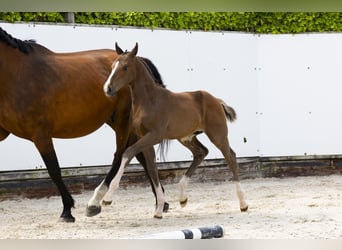 Other Breeds, Stallion, , Brown