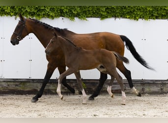 Other Breeds, Stallion, , Brown