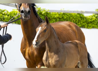 Other Breeds, Stallion, , Brown