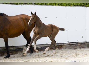 Other Breeds, Stallion, , Brown