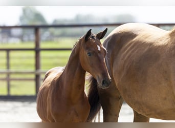 Other Breeds, Stallion, Foal (04/2025), Brown