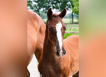 Other Breeds, Stallion, , Chestnut-Red