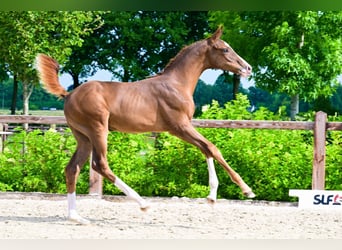 Other Breeds, Stallion, , Chestnut-Red