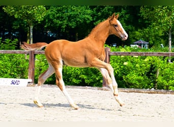 Other Breeds, Stallion, , Chestnut-Red