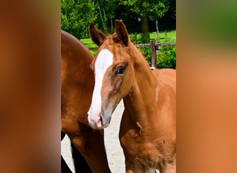 Other Breeds, Stallion, , Chestnut-Red