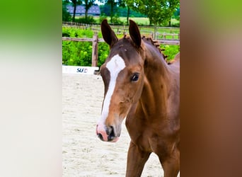 Other Breeds, Stallion, , Chestnut-Red