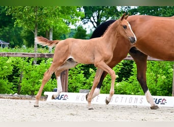Other Breeds, Stallion, , Chestnut-Red