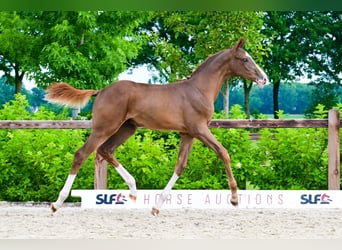 Other Breeds, Stallion, , Chestnut-Red