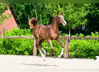 Other Breeds, Stallion, , Chestnut-Red