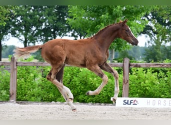 Other Breeds, Stallion, , Chestnut-Red