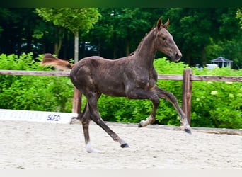Other Breeds, Stallion, , Chestnut-Red