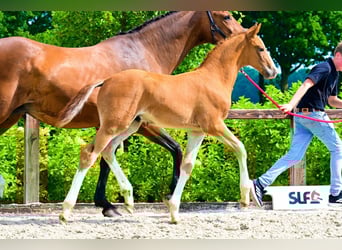 Other Breeds, Stallion, , Chestnut-Red