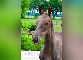 Other Breeds, Stallion, , Chestnut-Red