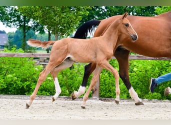 Other Breeds, Stallion, , Chestnut-Red
