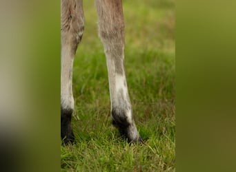 Other Breeds Mix, Stallion, Foal (03/2026), Leopard-Piebald