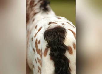 Other Breeds Mix, Stallion, Foal (03/2026), Leopard-Piebald