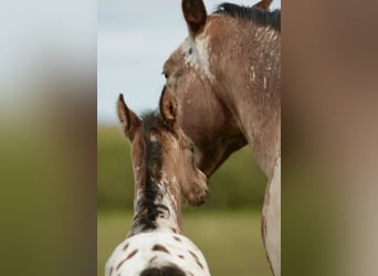 Other Breeds Mix, Stallion, Foal (03/2026), Leopard-Piebald
