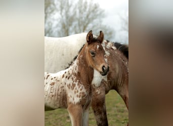 Other Breeds Mix, Stallion, Foal (03/2026), Leopard-Piebald