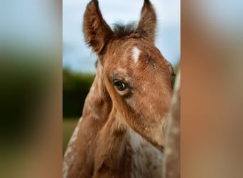Other Breeds Mix, Stallion, Foal (03/2026), Leopard-Piebald