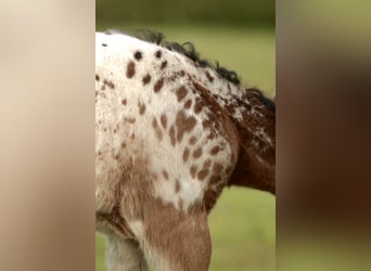 Other Breeds Mix, Stallion, Foal (03/2026), Leopard-Piebald