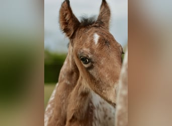 Other Breeds Mix, Stallion, Foal (03/2026), Leopard-Piebald