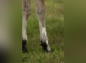Other Breeds Mix, Stallion, Foal (03/2026), Leopard-Piebald