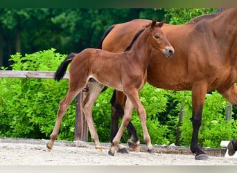 Other Breeds, Stallion, 