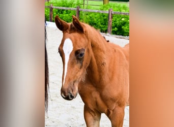 Other Breeds, Stallion, 