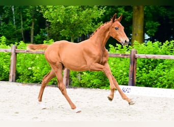 Other Breeds, Stallion, 