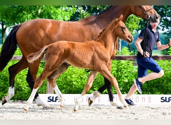 Other Breeds, Stallion, 