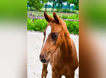Other Breeds, Stallion, 