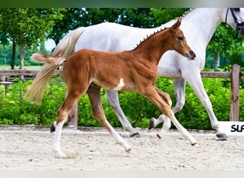 Other Breeds, Stallion, 