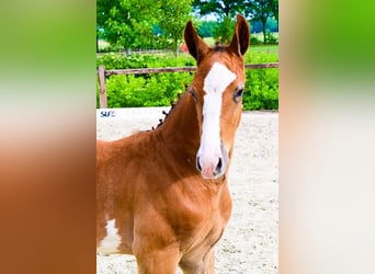 Other Breeds, Stallion, 