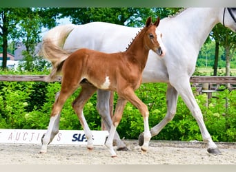 Other Breeds, Stallion, 