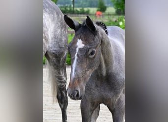 Other Breeds, Stallion, 