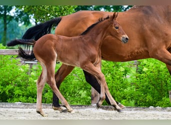 Other Breeds, Stallion, 