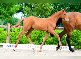 Other Breeds, Stallion, 
