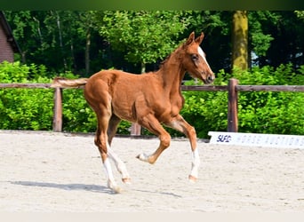 Other Breeds, Stallion, 