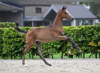 Other Breeds, Stallion, Foal (05/2024)