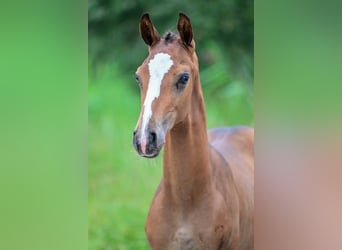 Other Breeds, Stallion, Foal (05/2024)