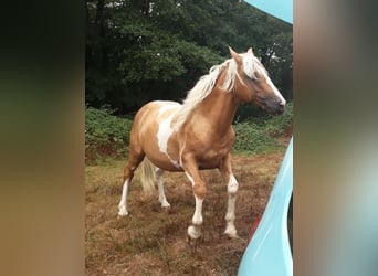 Other Breeds Mix, Stallion, 6 years, 15 hh, Pinto