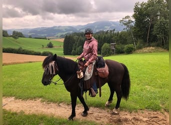 Other Heavy Horses Mix, Gelding, 10 years, 15.1 hh, Smoky-Black