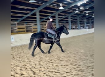 Other Heavy Horses, Gelding, 10 years, 15,2 hh, Black