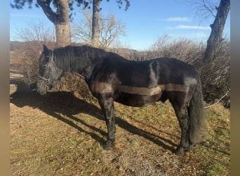 Other Heavy Horses, Gelding, 10 years, 15,2 hh, Black