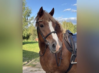 Other Heavy Horses, Gelding, 10 years, Chestnut