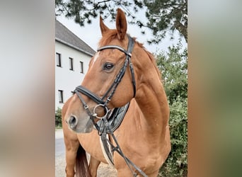 Other Heavy Horses, Gelding, 11 years, 15.2 hh, Chestnut-Red