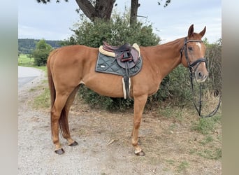 Other Heavy Horses, Gelding, 11 years, 15.2 hh, Chestnut-Red