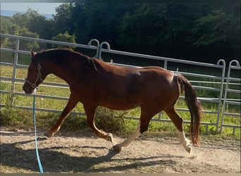 Other Heavy Horses Mix, Gelding, 11 years, 15 hh, Sorrel