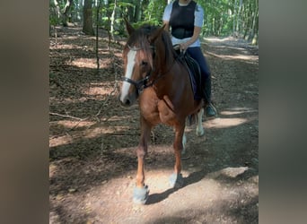 Other Heavy Horses Mix, Gelding, 11 years, 15 hh, Sorrel